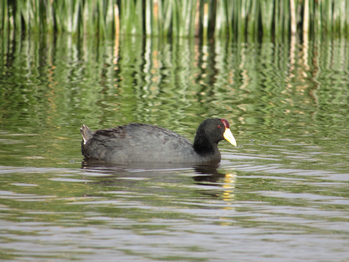 And Mekesi - ML645264836