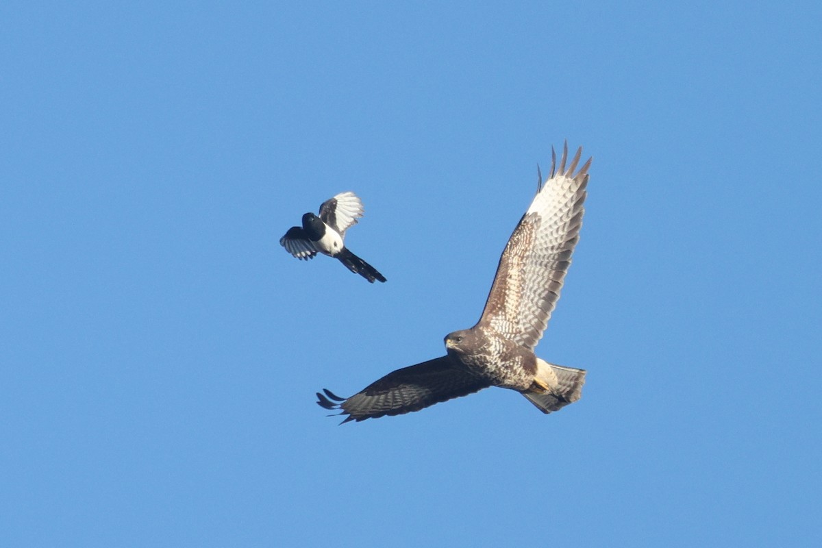 Şahin - ML645264837