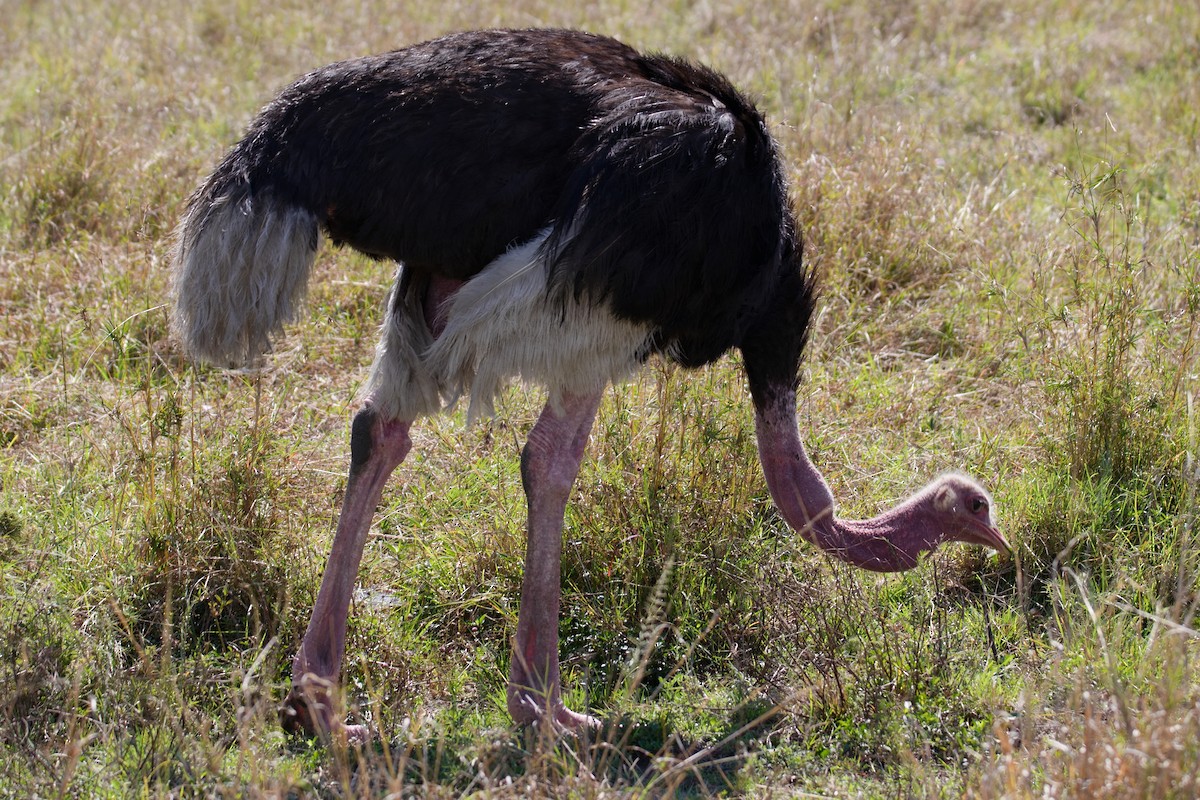 Devekuşu - ML645264838