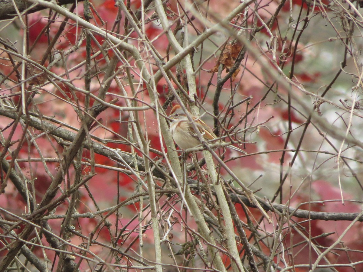 Hudson Körfezi Serçesi - ML645264839