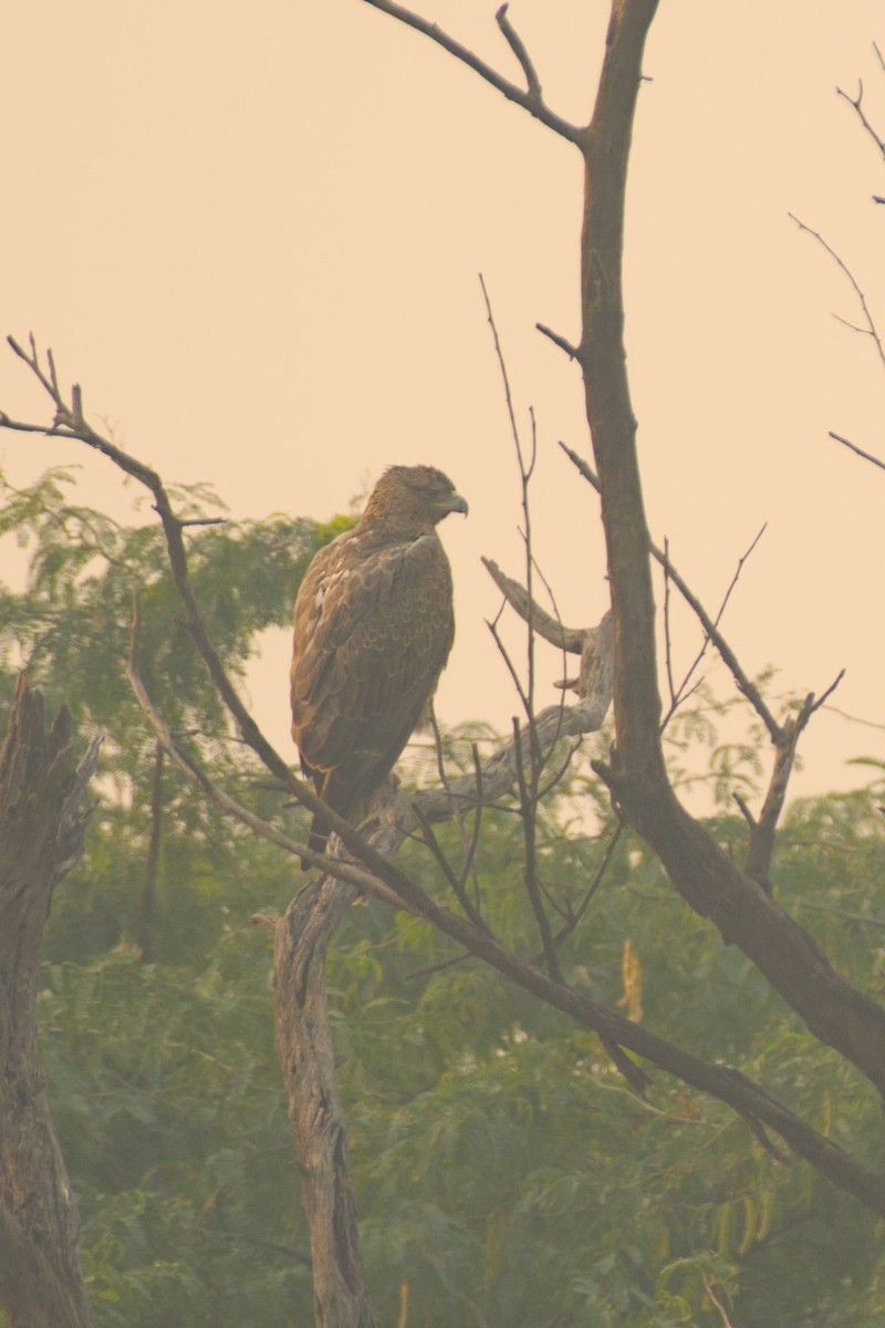 Tavşancıl - ML645264840