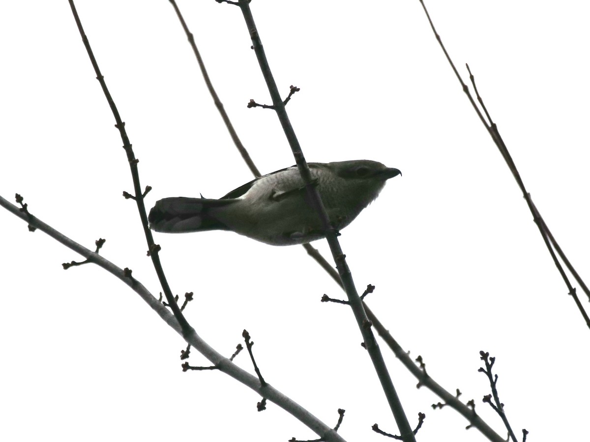 Boreal Örümcekkuşu - ML645264843