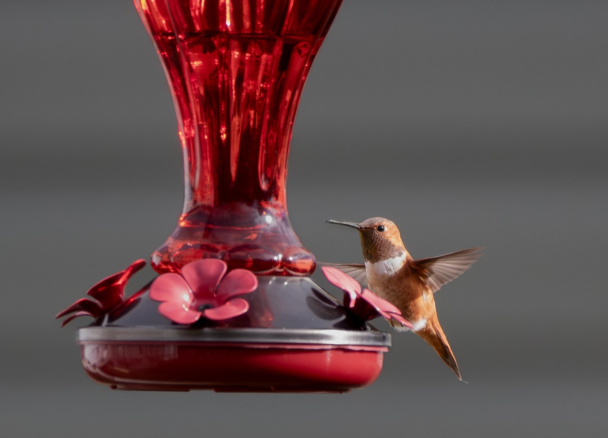 Kızıl Sırtlı Kolibri - ML645264844