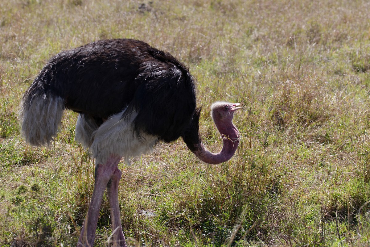 Devekuşu - ML645264845