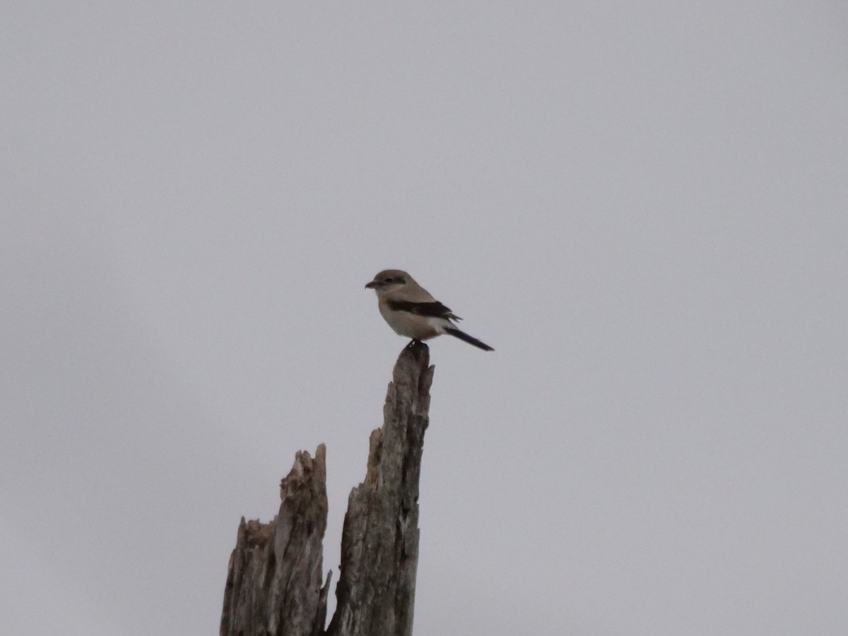 Boreal Örümcekkuşu - ML645264847