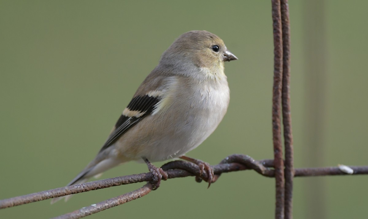 Altın İskete - ML645264848