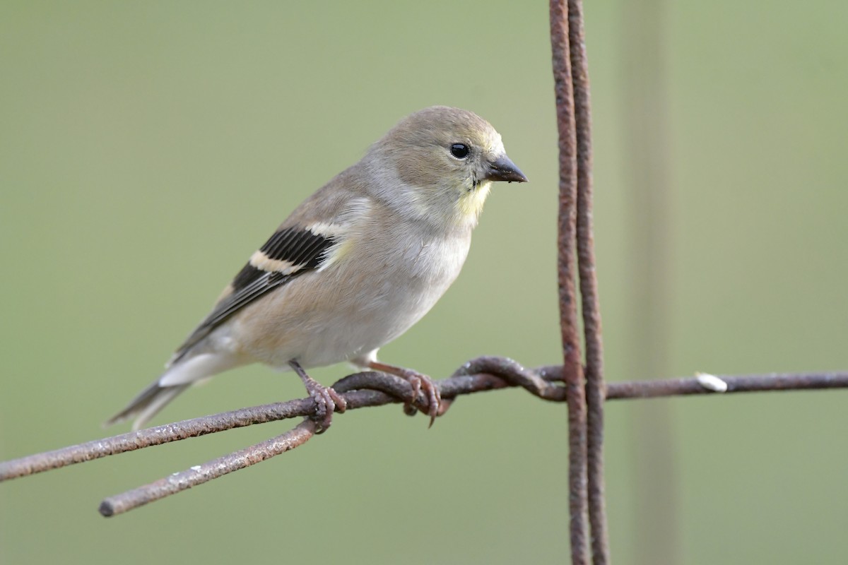 Altın İskete - ML645264849