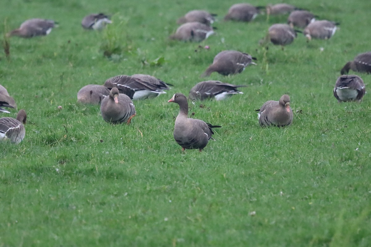 Küçük Sakarca - ML645264850