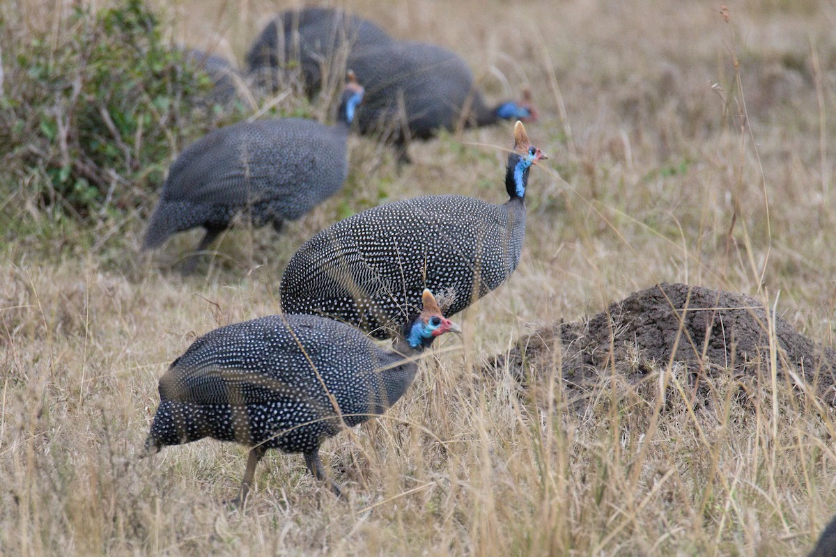 Beçtavuğu - ML645264851