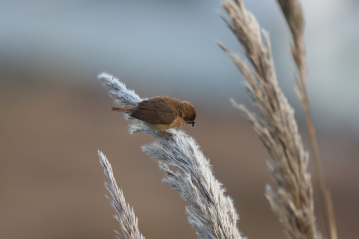 Pullu Munya - ML645264853