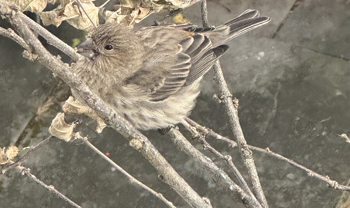 Ev Çütresi - ML645264856