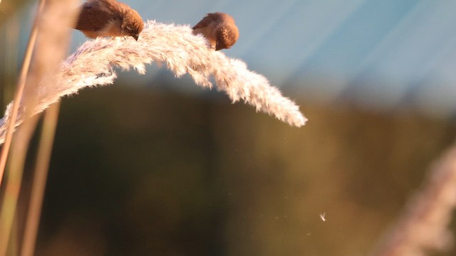 Мунія іржаста - ML645264857