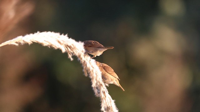 Мунія іржаста - ML645264858