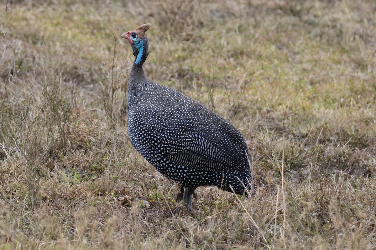 Beçtavuğu - ML645264860