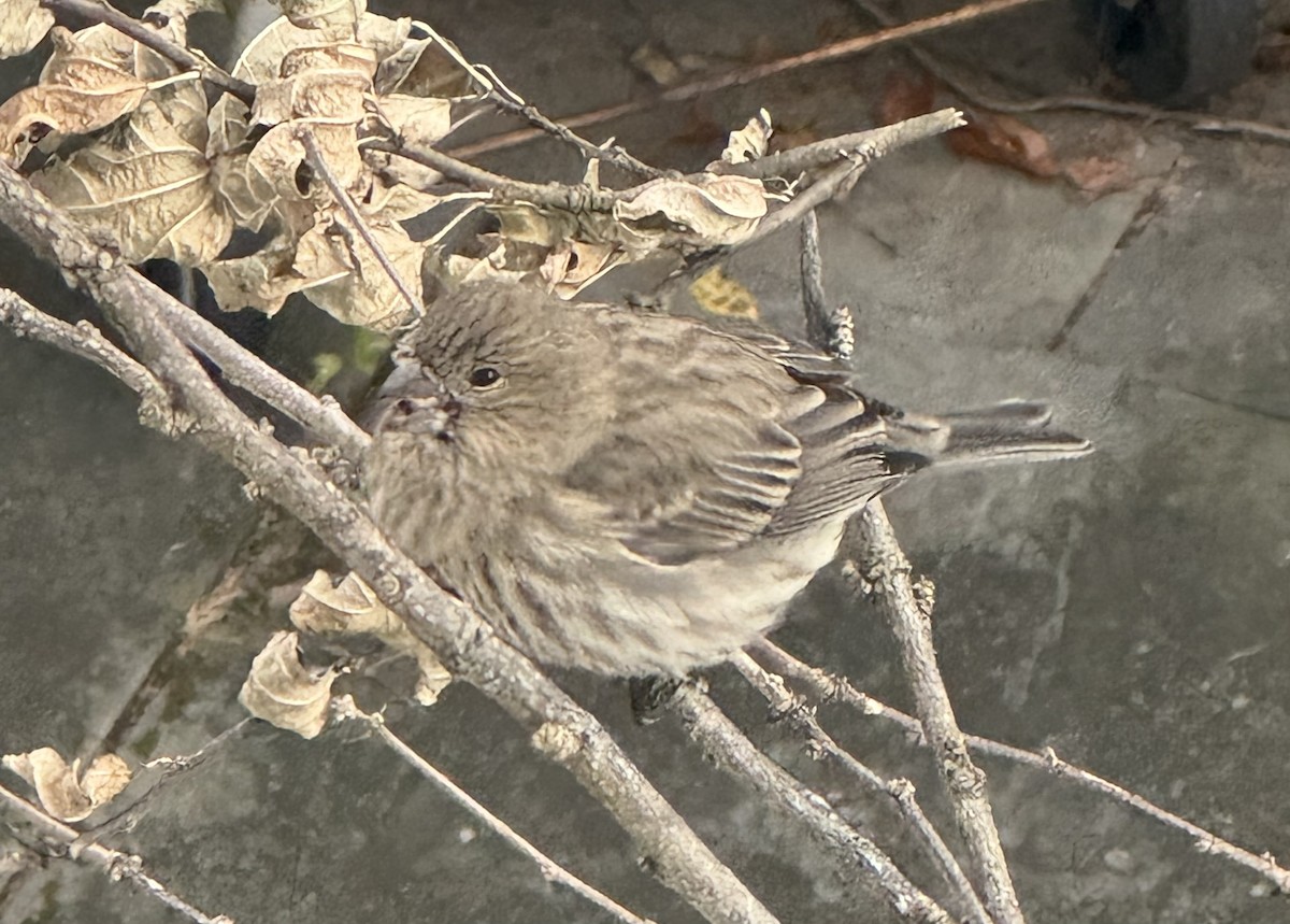 Ev Çütresi - ML645264861