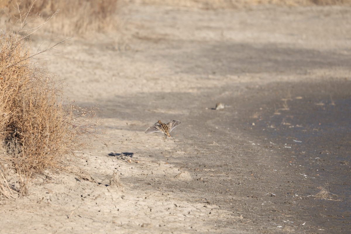 Wilson's Snipe - ML645264864