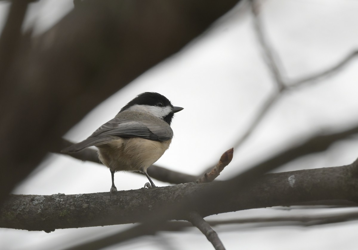 Carolina Chickadee - ML645264865