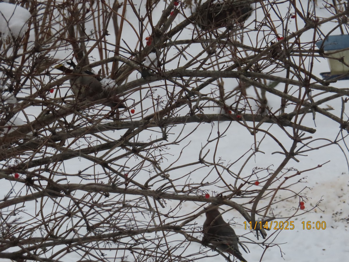 Bohemian Waxwing - ML645264870