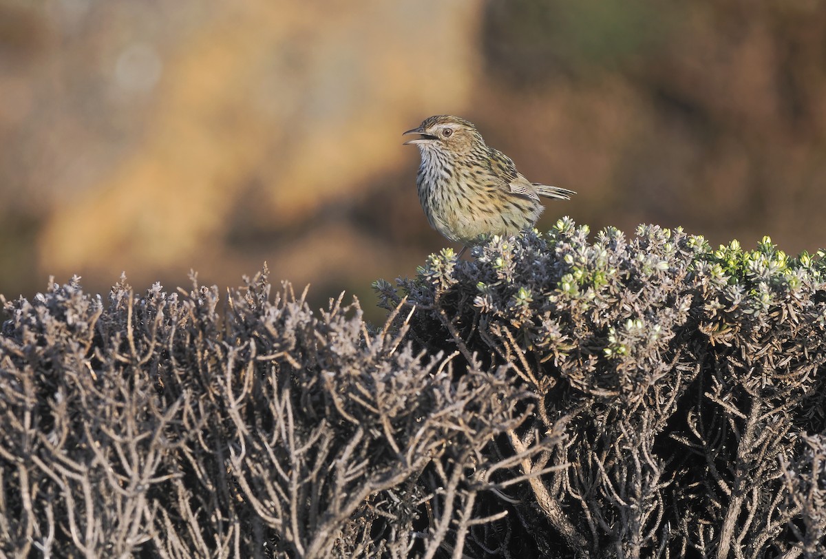 Striated Fieldwren - ML645264871