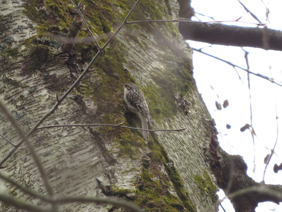 Brown Creeper - ML645264872