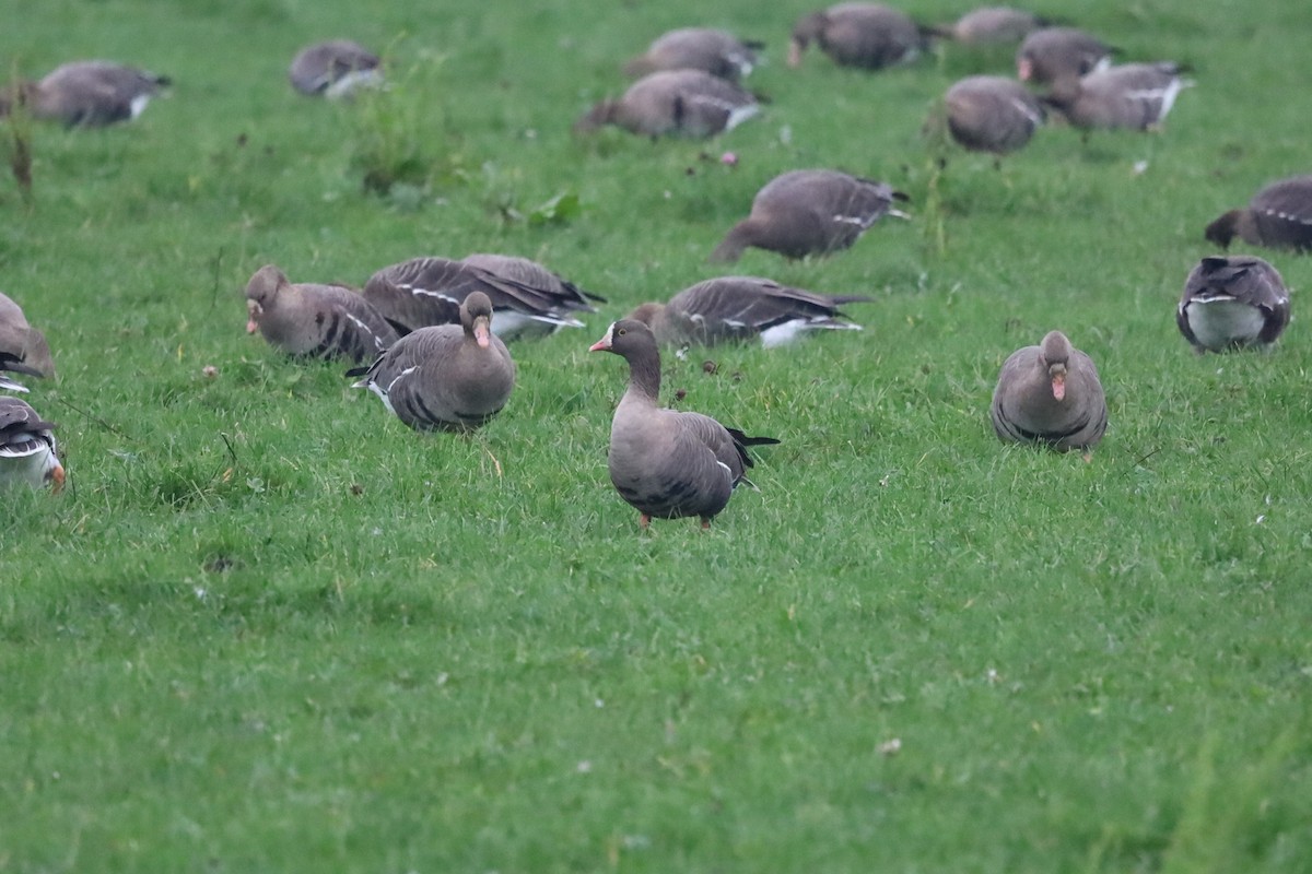 אווז קטן - ML645264875