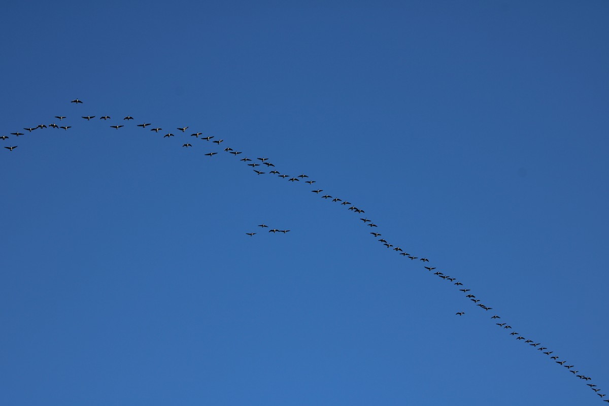 Canada Goose - ML645264890