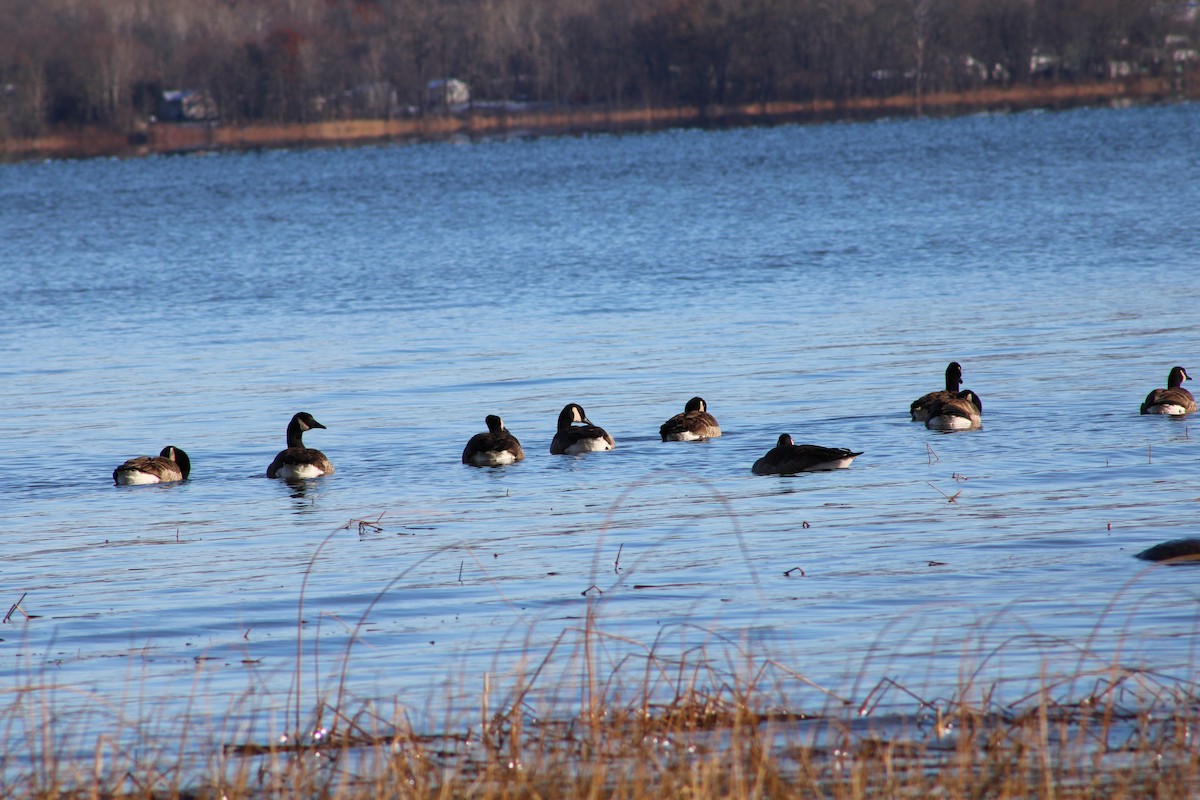 Canada Goose - ML645264891