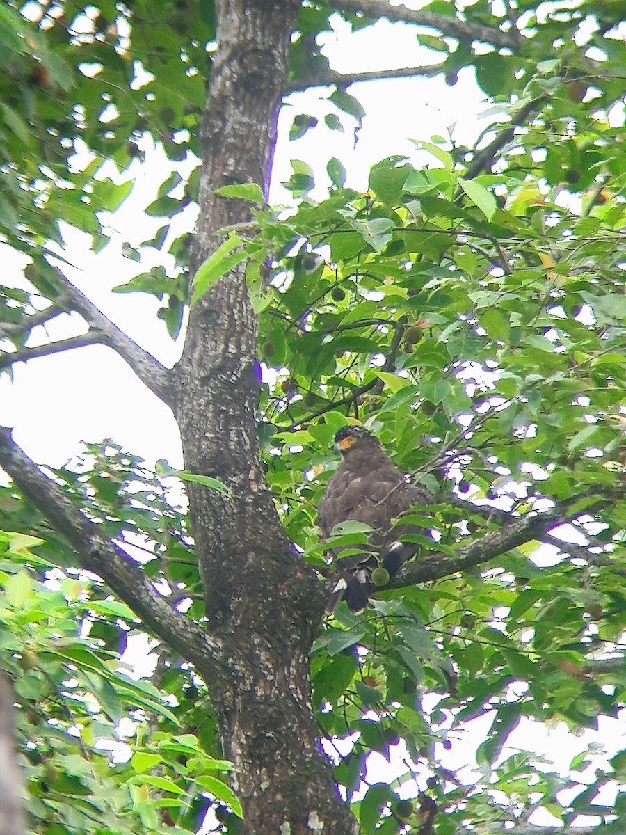 Culebrera Chiíla - ML645264892