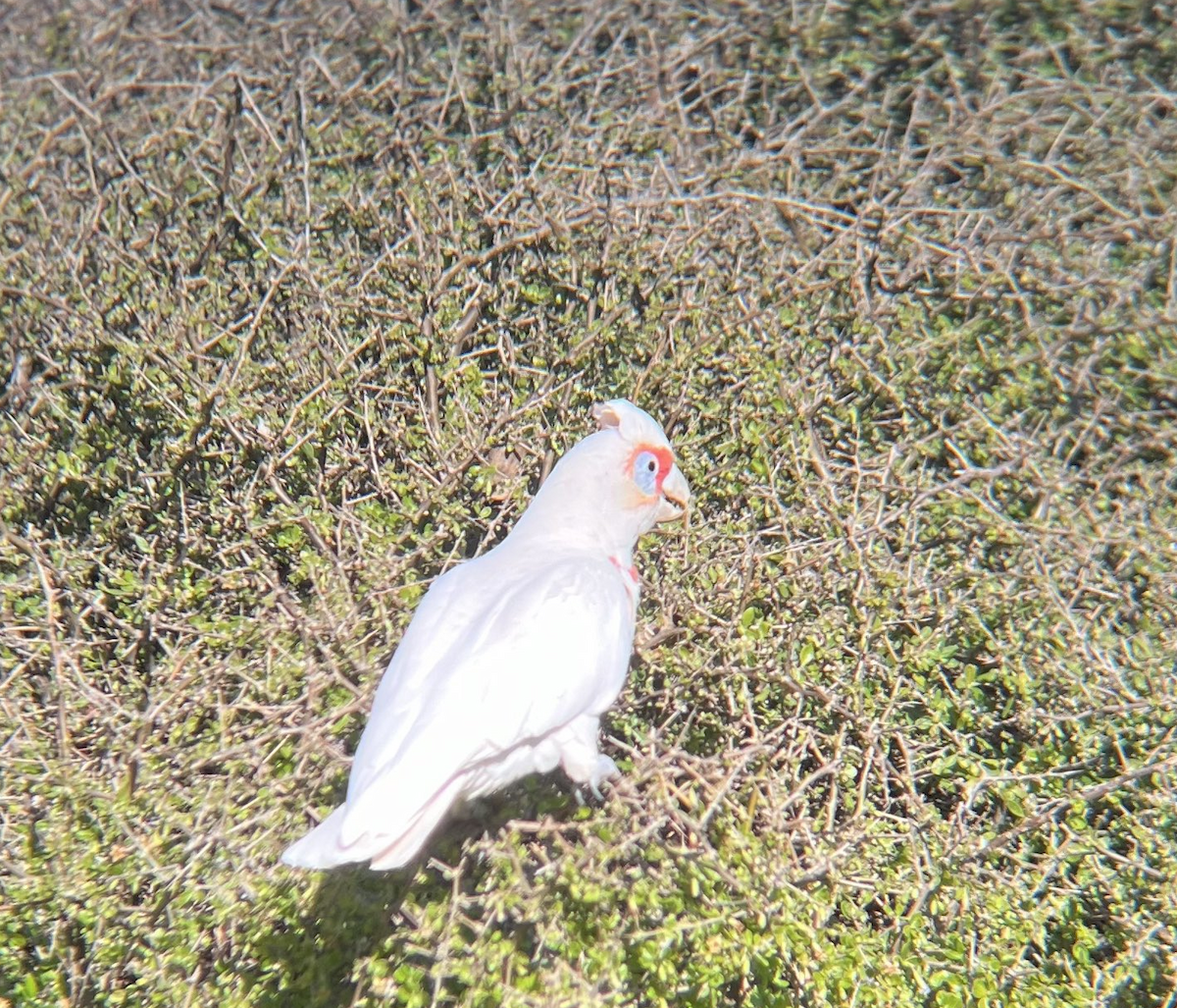 Long-billed Corella - ML645264893