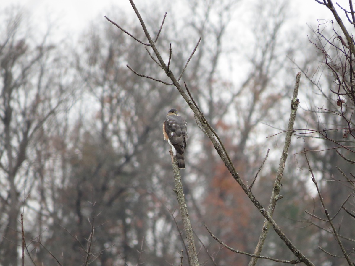 Sharp-shinned Hawk - ML645264895