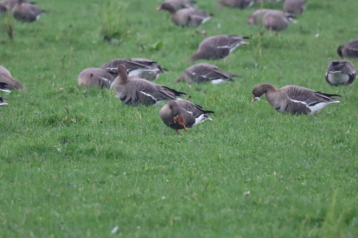 אווז קטן - ML645264898