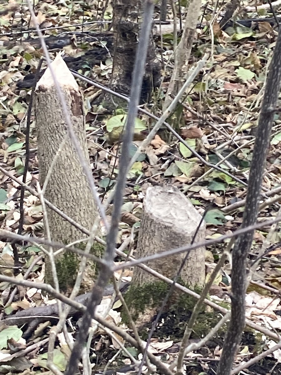 American Beaver - ML645264907