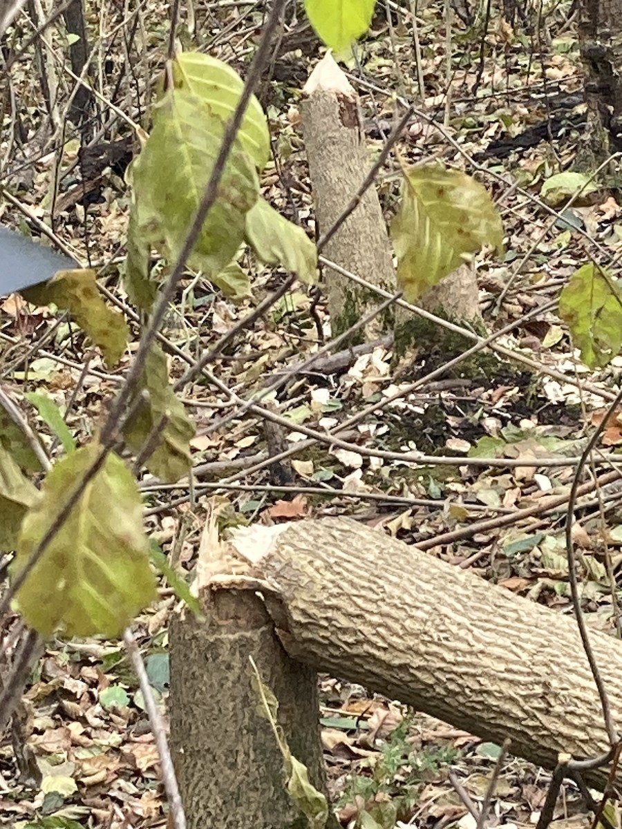 American Beaver - ML645264908