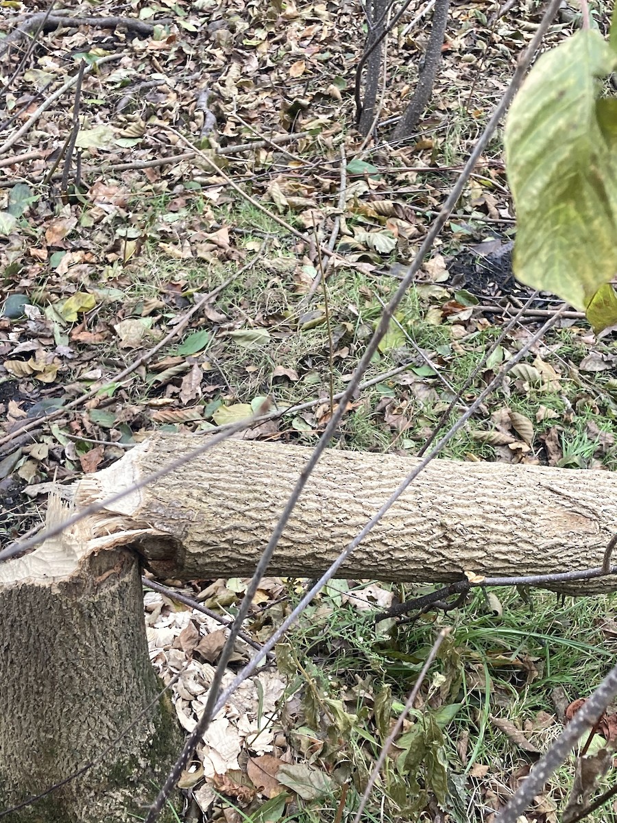 American Beaver - ML645264909