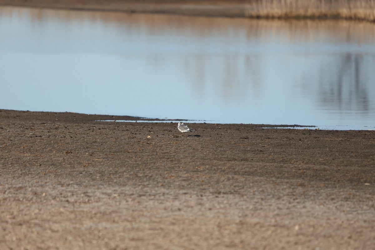 Franklin's Gull - ML645264916
