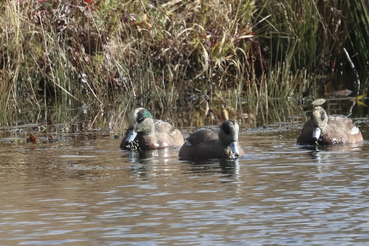 American Wigeon - ML645264922