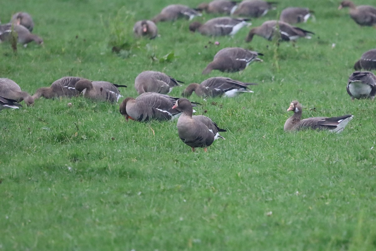 אווז קטן - ML645264927