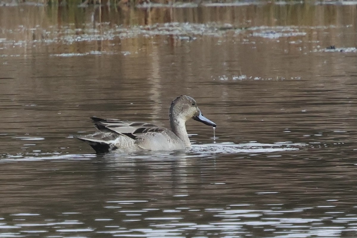 ostralka štíhlá - ML645264931