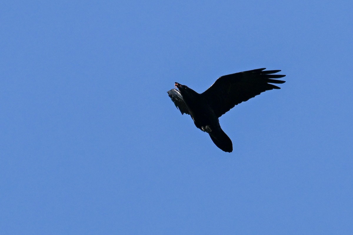 Common Raven - ML645264938