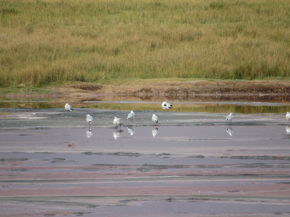 Andean Gull - ML645264939