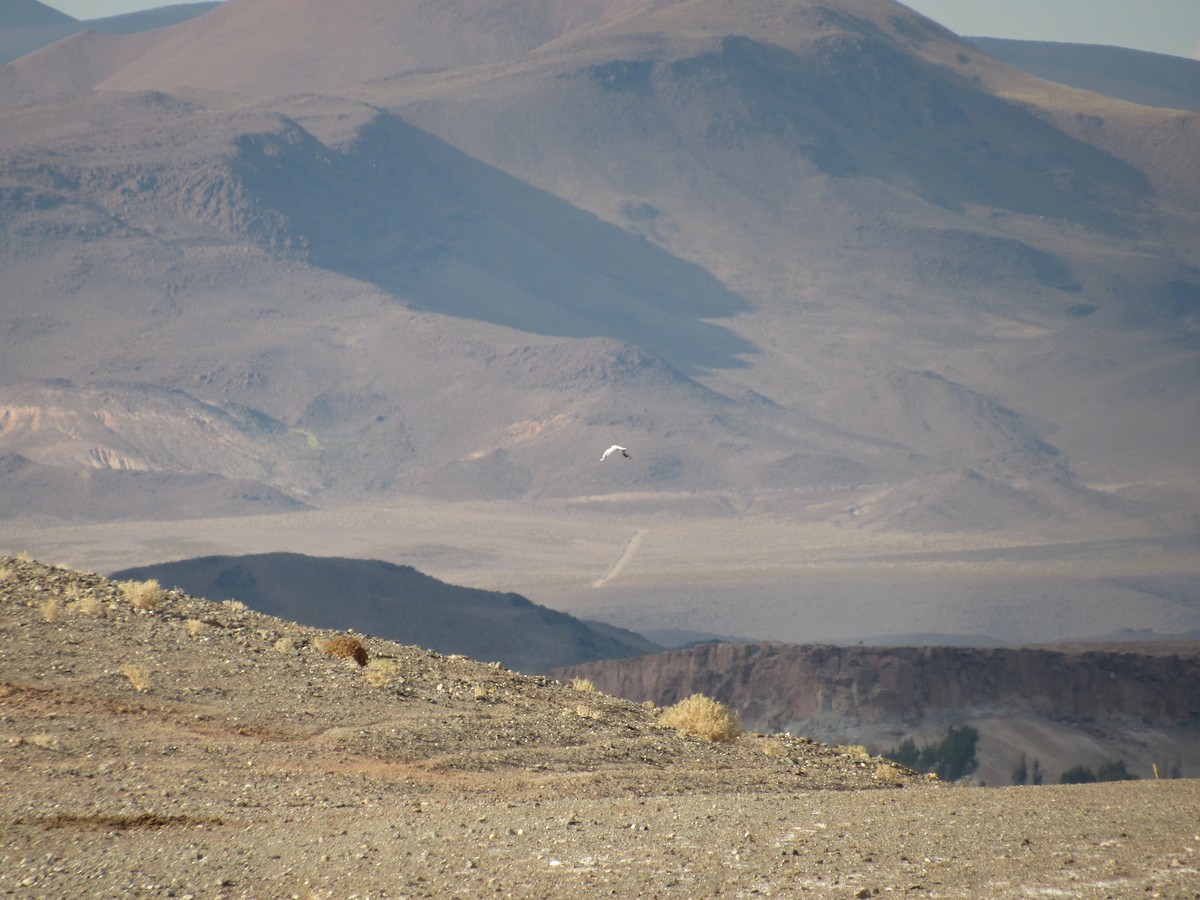 Andean Gull - ML645264940