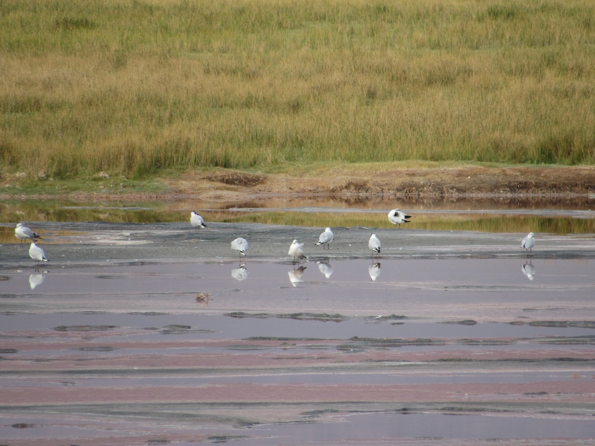 Andean Gull - ML645264941