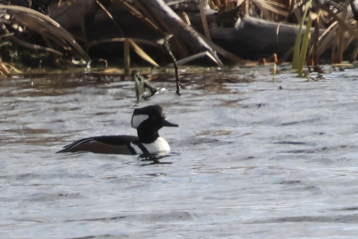 morčák chocholatý - ML645264945