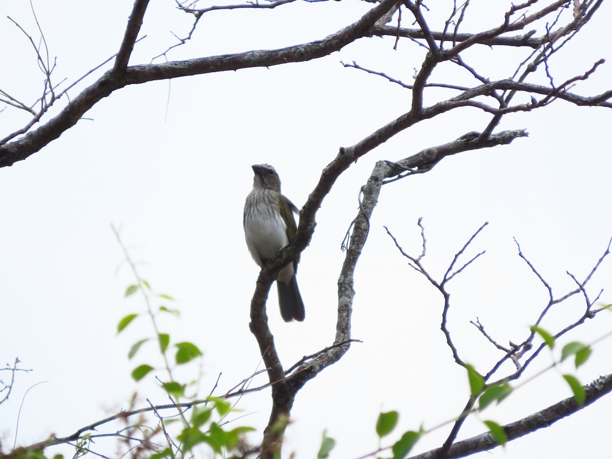 Streaked Saltator - ML645264951