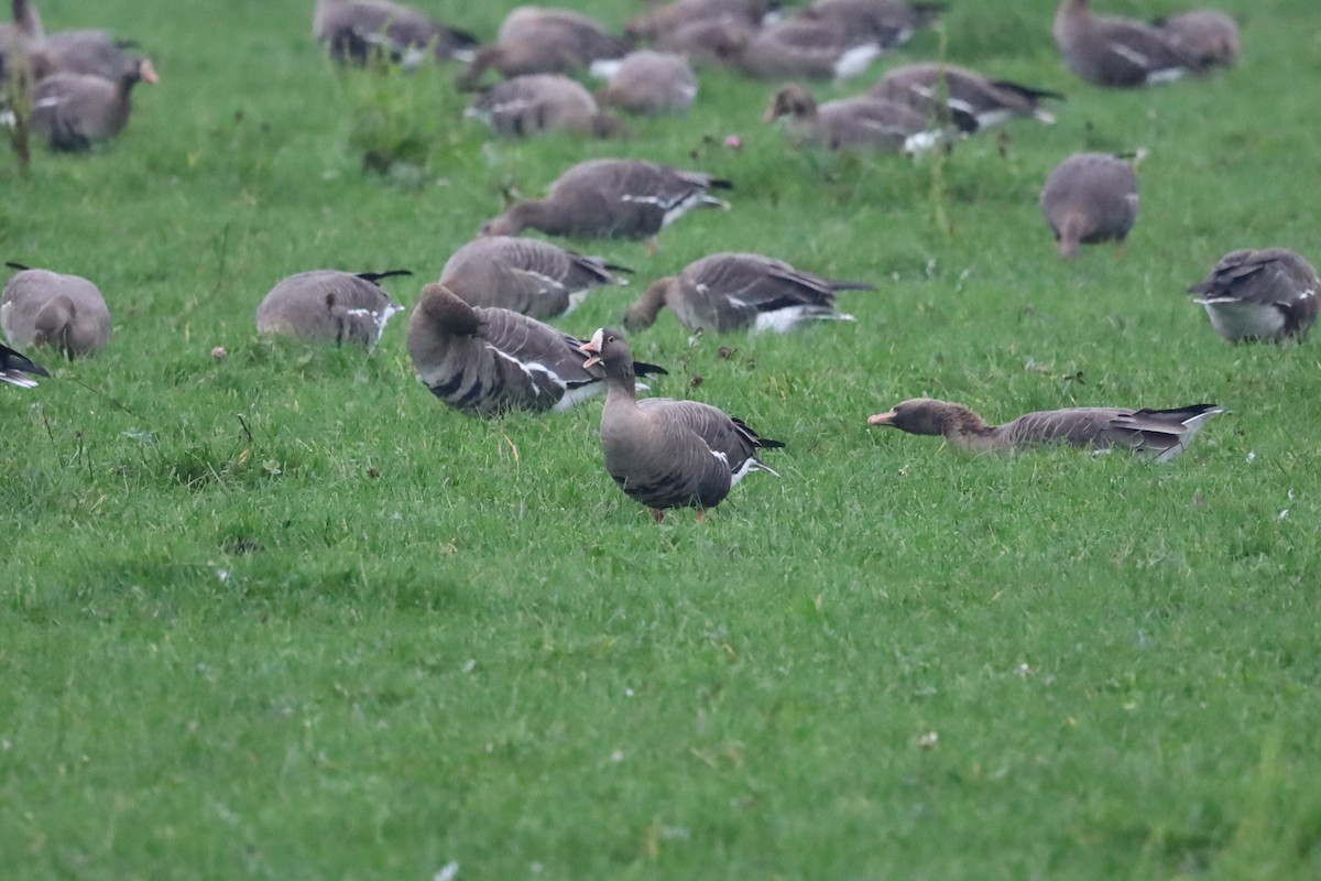 אווז קטן - ML645264955