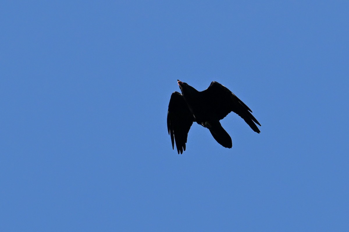 Common Raven - ML645264957