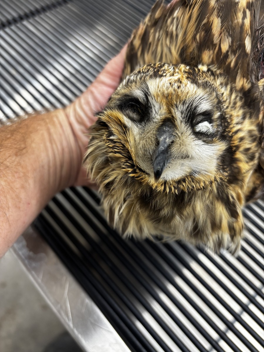 Short-eared Owl - ML645264960