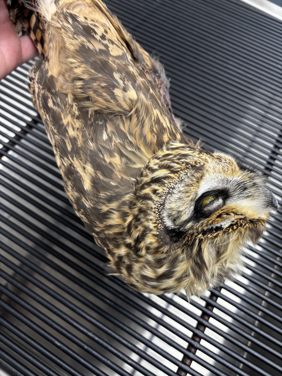 Short-eared Owl - ML645264961