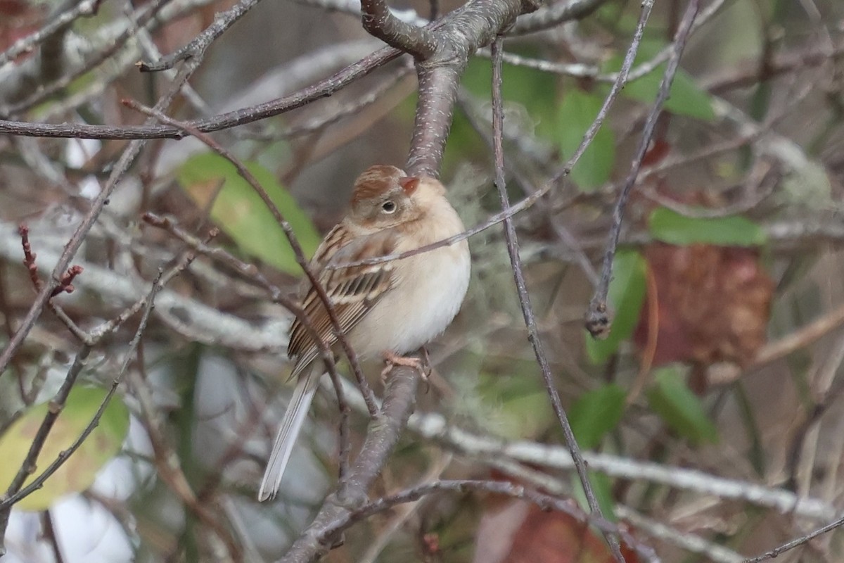 Field Sparrow - ML645264963