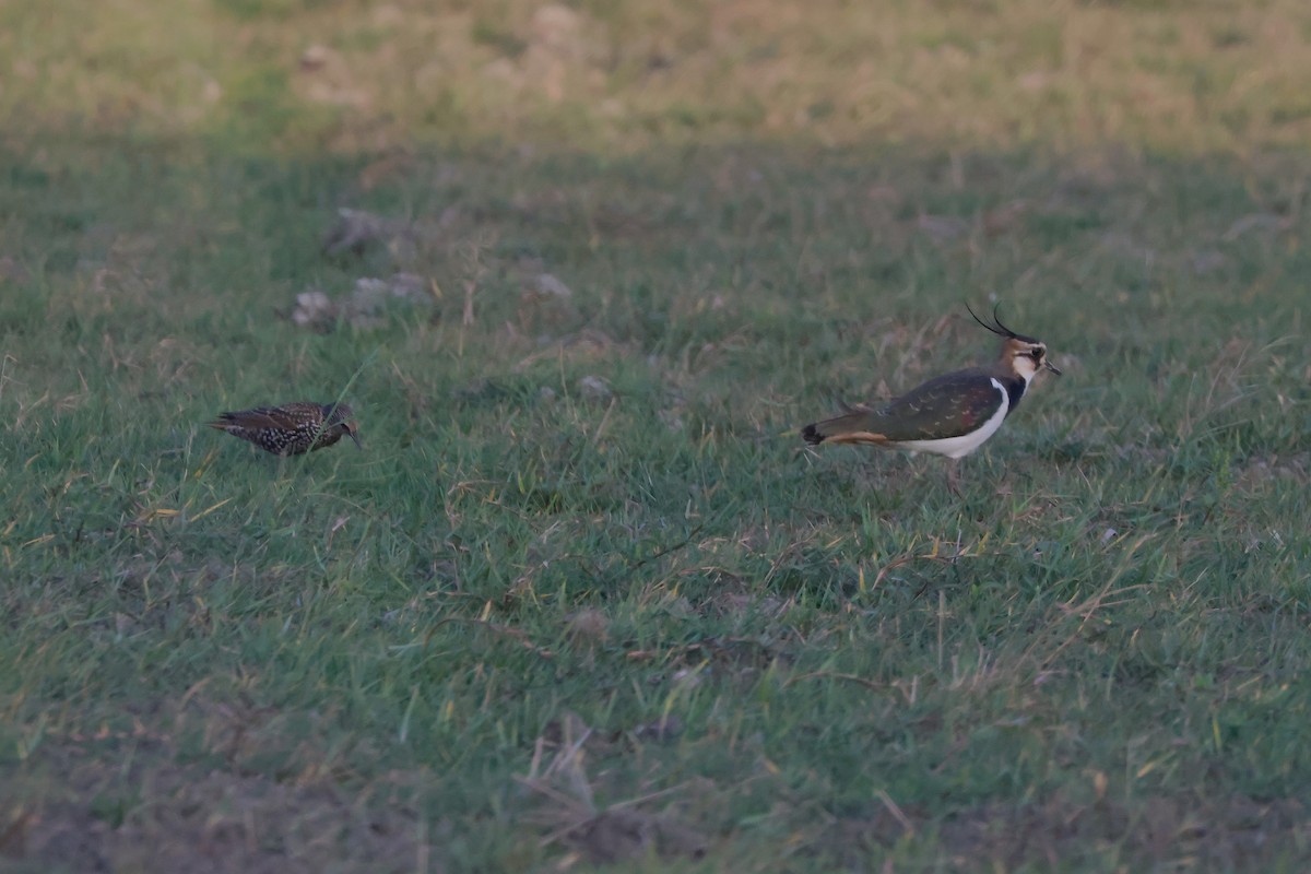 歐洲椋鳥 - ML645264970